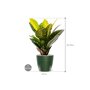 Croton (Codiaeum) variegatum 'Petra' in Groove afmeting